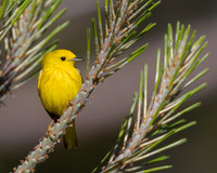 Yellow Warbler