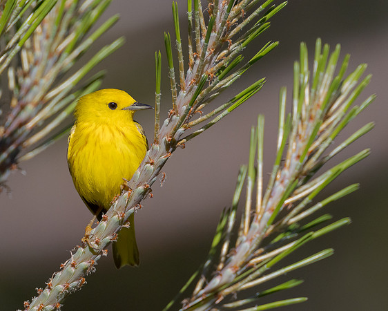 Yellow Warbler
