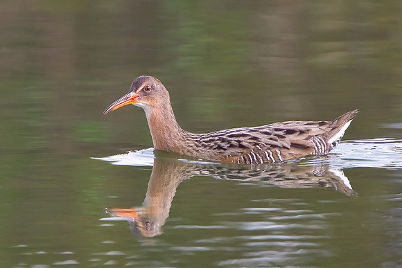 Ridgway's Rail (formerly Clapper Rail)