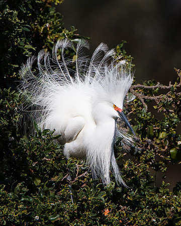 Snowy Egret, breeding plumage