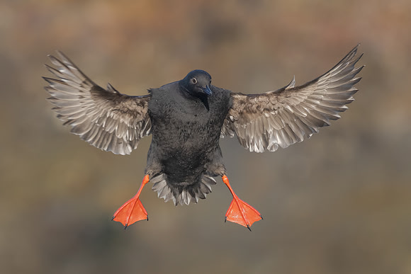 Pigeon Guillemot