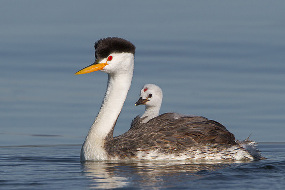 Clark's Grebe, with chick