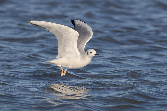 Bonaparte's Gull
