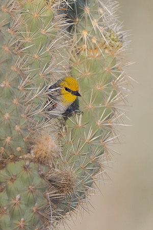 Verdin