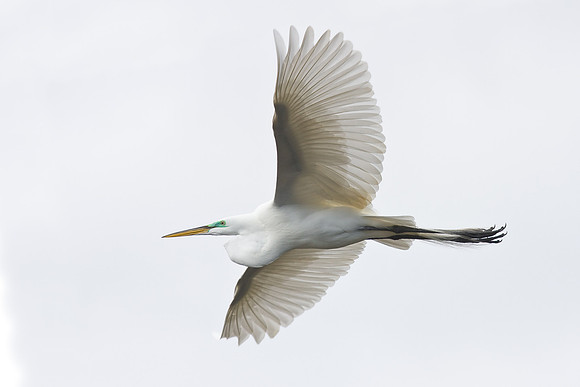 Great Egret