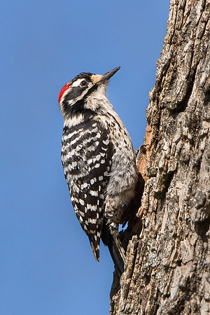 Nuttall's Woodpecker