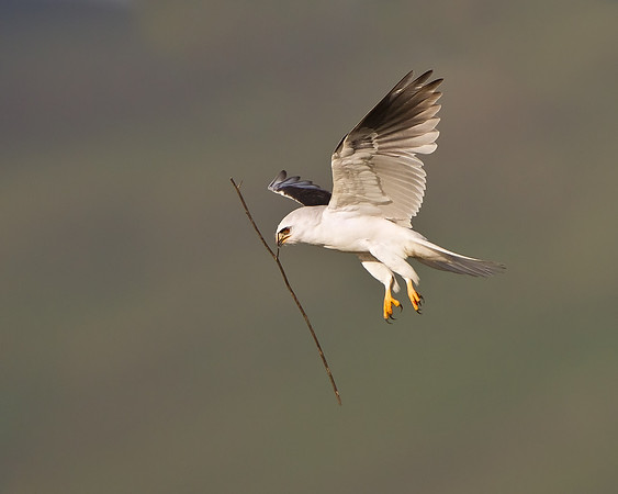 White-tailed Kite, with nesting material