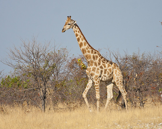 Giraffe, Etosha National Park