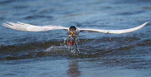 Forster's Tern, emerging from water with fish