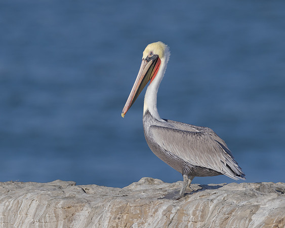 Brown Pelican