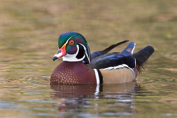 Wood Duck, male