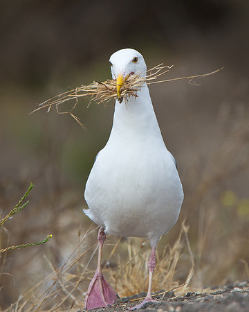 Western Gull, collecting nest material
