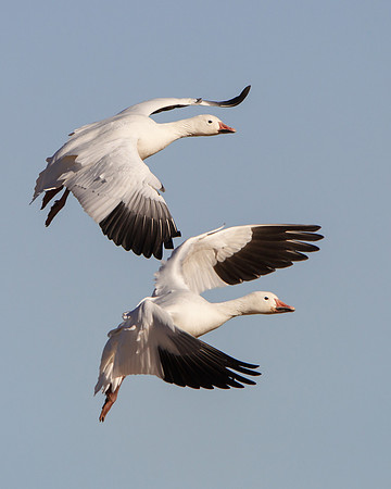 Snow Geese