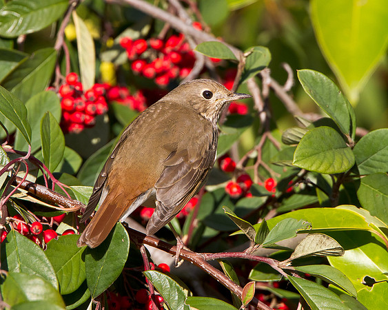 Hermit Thrush
