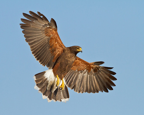 Harris's Hawk in flight, coming in for landing