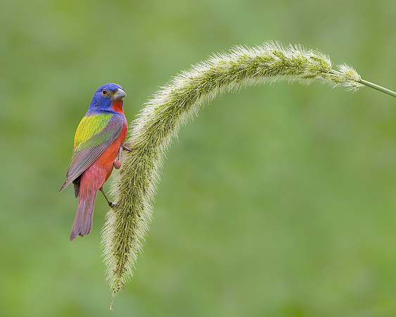 Painted Bunting