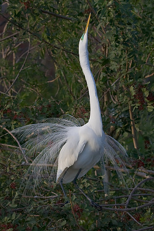 Great Egret, attracting a mate