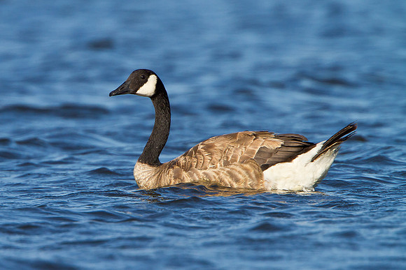 Canada Goose
