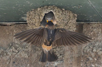 Cliff Swallows being fed