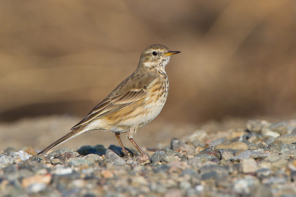 American Pipit