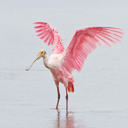 Roseate Spoonbill, with wings upraised