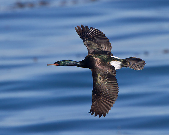 Pelagic Cormorant
