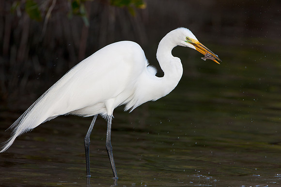 Great Egret, with flounder