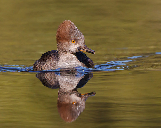 Hooded Merganser, female