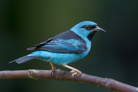 Blue Dacnis