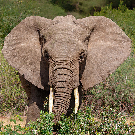 African Elephant