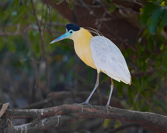 Capped Heron