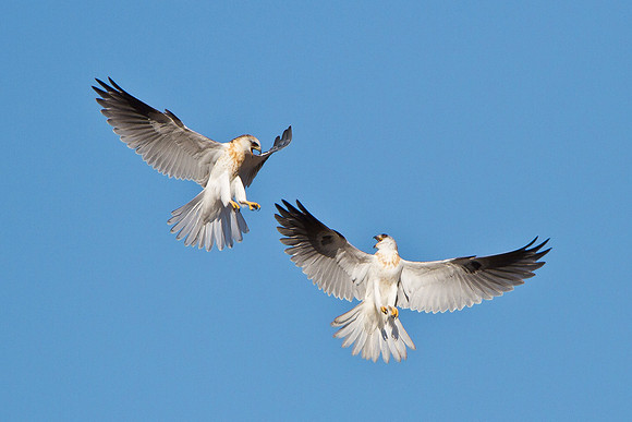 White-tailed Kites, juveniles bickering