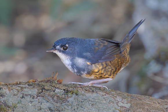 White-breasted Tapaculo
