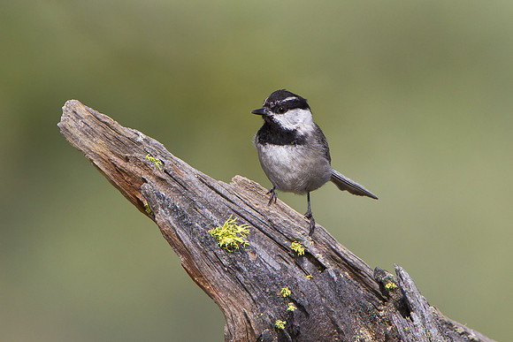 Mountain Chickadee