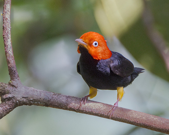 Red-capped Manakin