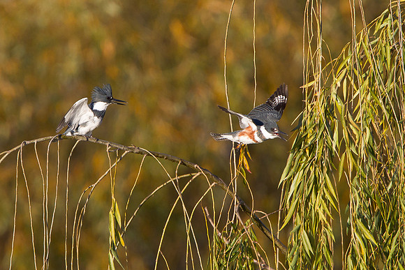 Belted Kingfisher, male & female