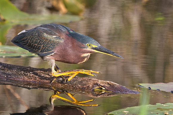 Green Heron