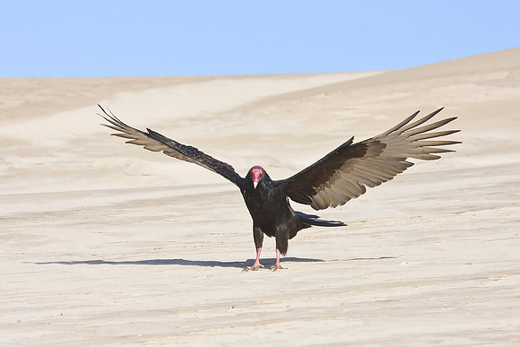 Turkey Vulture
