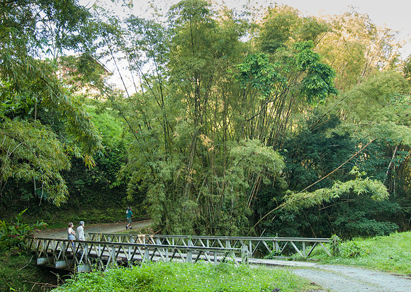 Looking for birds at Cuffie River