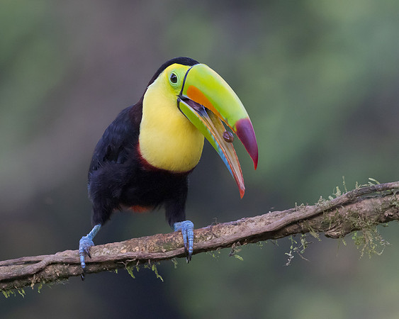 Keel-billed Toucan