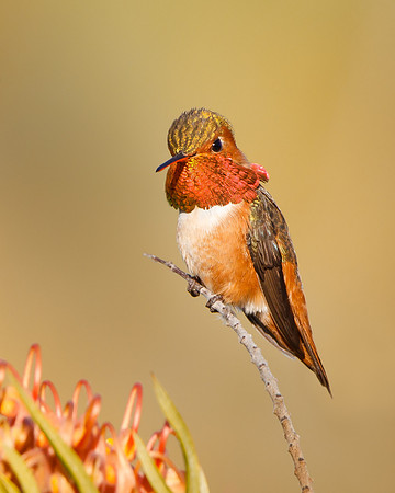 Allen's Hummingbird