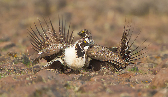 Greater Sage Grouse, sparing