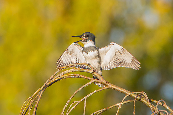 Belted Kingfisher