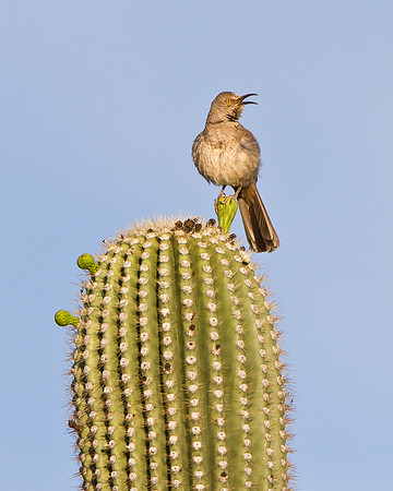 Curve-billed Thrasher atop Saguaro cactus
