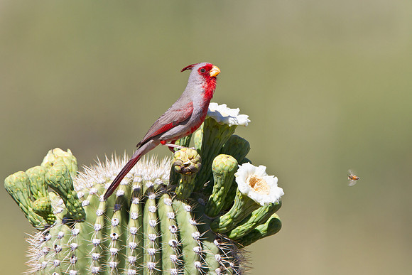 Pyrrhuloxia