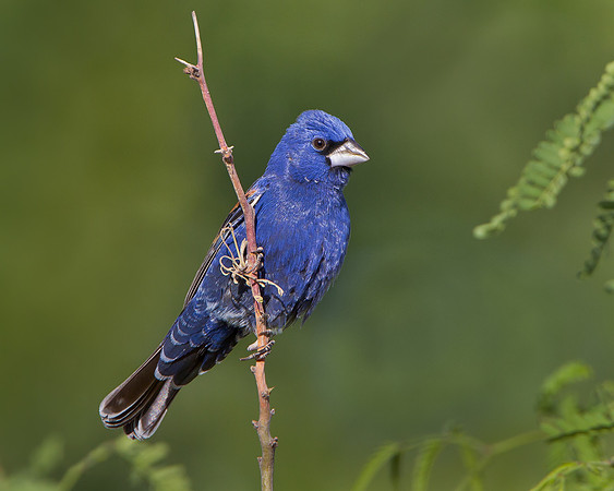 Blue Grosbeak