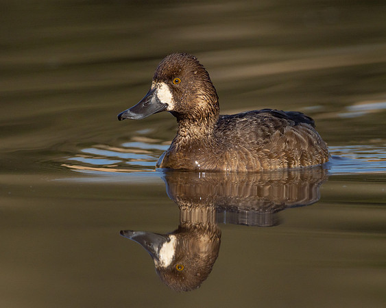Lesser Scaup