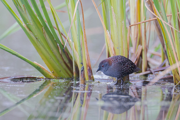 Black Rail