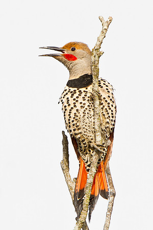 Northern Flicker (male Red-Shafted)