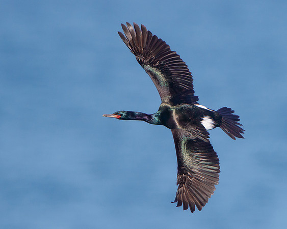 Pelagic Cormorant